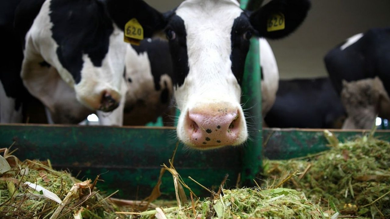 Главная картинка новости: Гранты на 135 млн рублей получили нижегородские фермеры