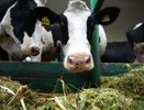 Гранты на 135 млн рублей получили нижегородские фермеры