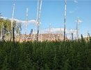 Почти 3 га леса погибло в Городецком округе