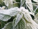 Заморозки ожидаются в Нижнем Новгороде в конце апреля