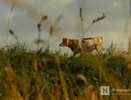 Самые опасные ядовитые растения перечислили в Нижегородской области