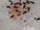 Тараканы атаковали многоэтажный жилой дом в Дзержинске