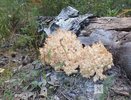 Необычный гриб-коралл нашли в лесу в Нижегородской области