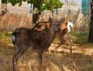 Трех оленей перевезли из Нижегородской области в ДНР
