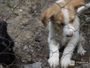 Концлагерь для животных обнаружили зоозащитники в Нижегородской области