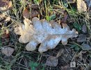 Первые заморозки пришли в Нижегородскую область
