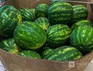Чем опасна арбузная диета, разъяснили нижегородцам