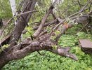 Неизвестные пилят деревья у дома на улице Генкиной в Нижнем Новгороде