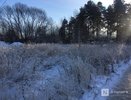 Зараженную бешенством лису обнаружили в Нижегородской области