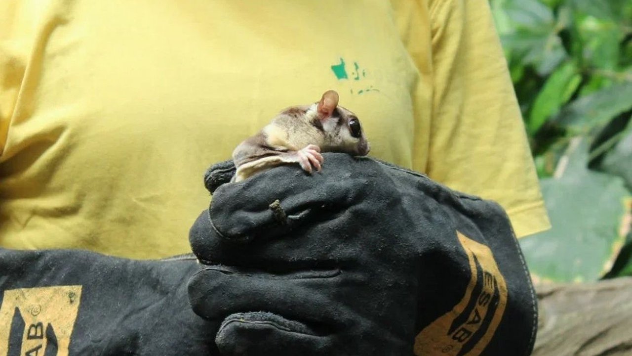 Главная картинка новости: Мышиная лихорадка угрожает жителям Нижегородской области