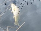 Десятки мертвых рыб обнаружены в озере в Артемовских лугах
