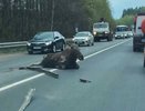Лосиха погибла на трассе под Нижним Новгородом