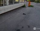 Трупы голубей в центре Нижнего Новгорода заинтересовали полицию