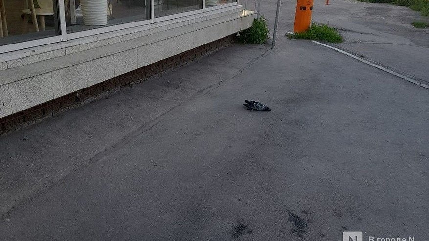 Главная картинка новости: Трупы голубей в центре Нижнего Новгорода заинтересовали полицию