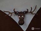 Сезон охоты на лосей открылся в Нижегородской области 15 сентября