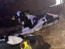Нижегородская полиция заинтересовалась брошенными в автомобиле телятами