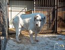 Пса Кругетса из Нижнего Новгорода хотели забрать за границу