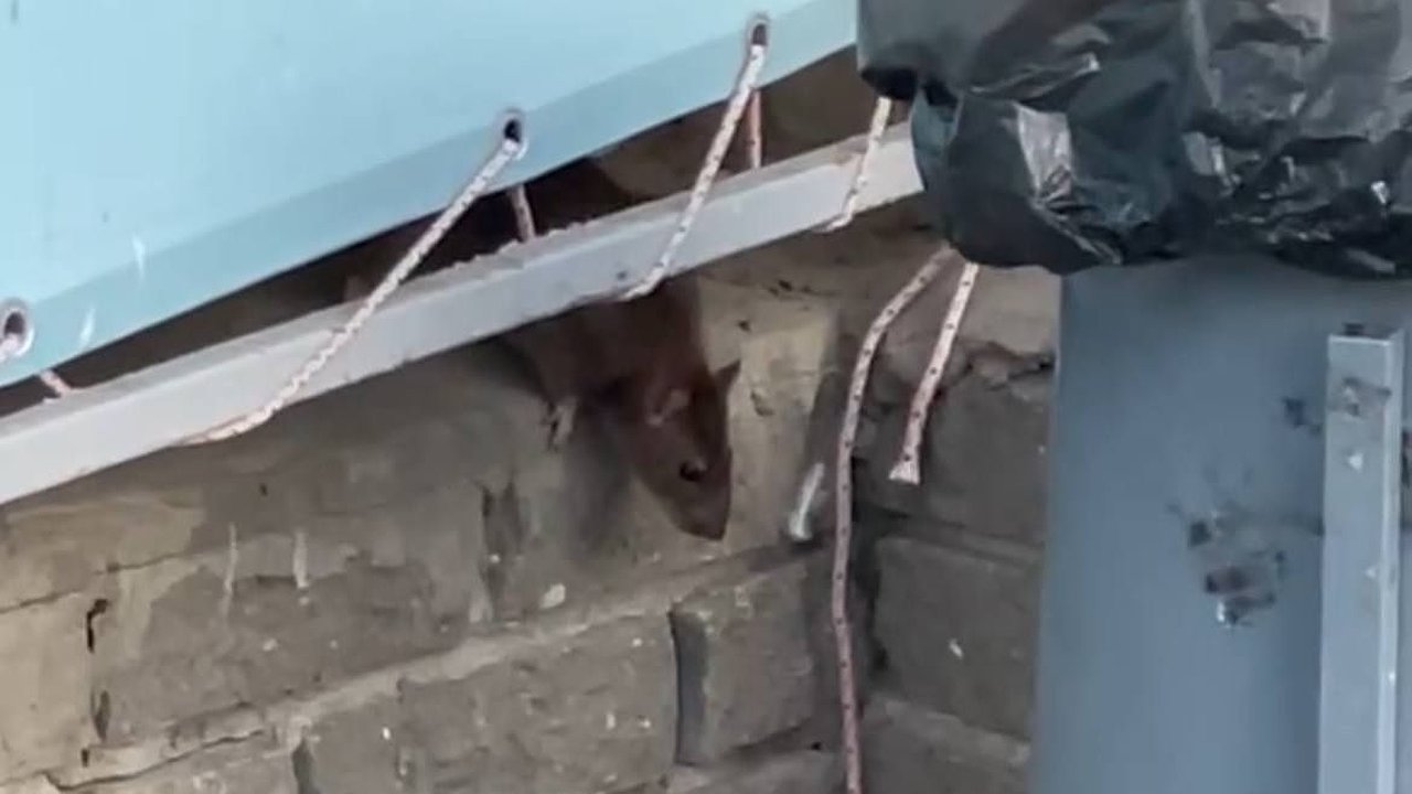 Главная картинка новости: Советскую площадь проверят после жалоб нижегородцев на огромных крыс