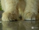 Нижегородец опубликовал душераздирающее объявление о поиске дома для кота