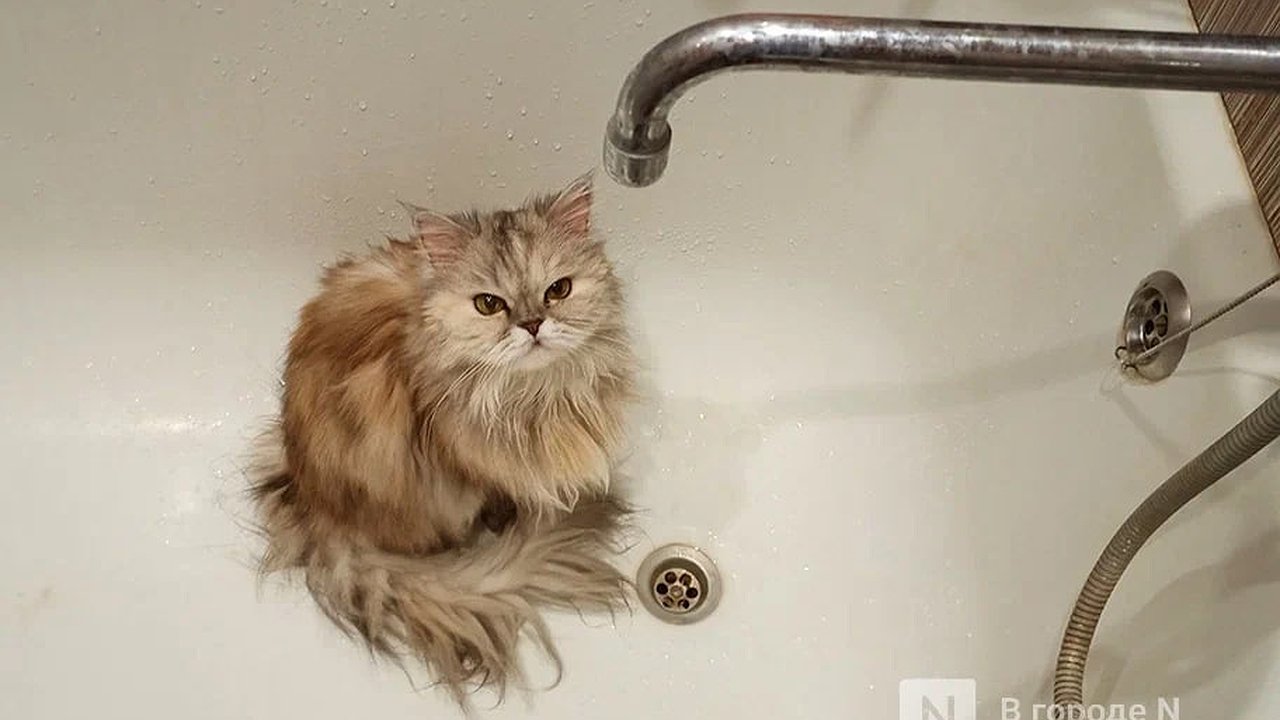 Главная картинка новости: Почти 10 часов устраняли аварию на трубопроводе в Балахне