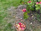 Спикер нижегородского ЗСНО Евгений Люлин похвастался урожаем грибов и яблок