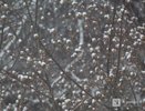 Мокрый снег и гололед ожидаются в Нижегородской области