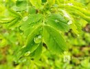 Похолодание до +11°C и дожди ожидаются в Нижнем Новгороде