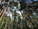 Нижегородская компания заплатит 930 тысяч рублей за незаконную рубку леса