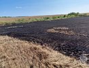 Гектар пшеницы сгорел из-за комбайна в Нижегородской области
