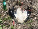 Неизвестный подстрелил краснокнижного аиста на Бору
