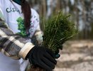 Свыше 450 000 деревьев высади в Нижегородской области в рамках акции «Сад памяти»