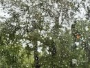 МЧС: Ливни накроют Нижний Новгород днем 1 августа