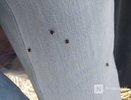 Названы районы Нижегородской области, где чаще всего нападают клещи
