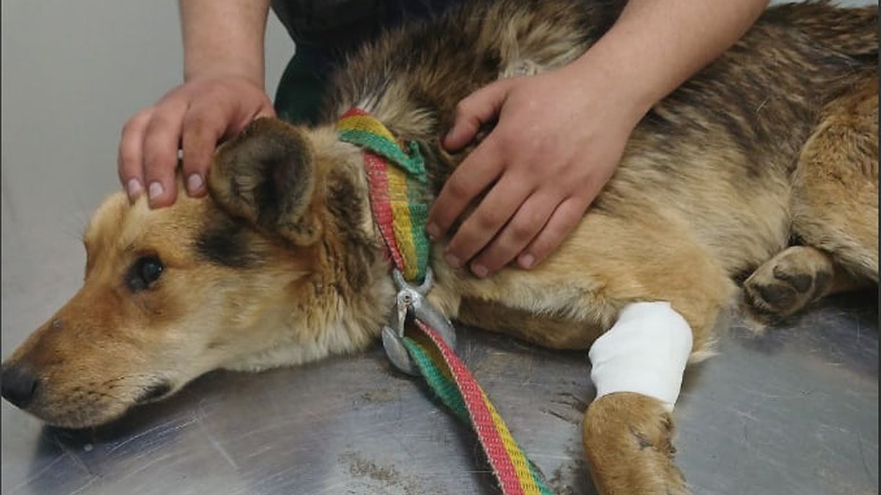 Главная картинка новости: Упавшую в колодец собаку спасли в Нижегородской области