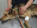 Упавшую в колодец собаку спасли в Нижегородской области