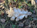 Заморозки до -3°С ожидаются в Нижегородской области в сентябре