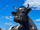 Пастуха убили в поле в Нижегородской области