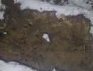 Маньяк выкапывает трупы животных на кладбище под Дзержинском