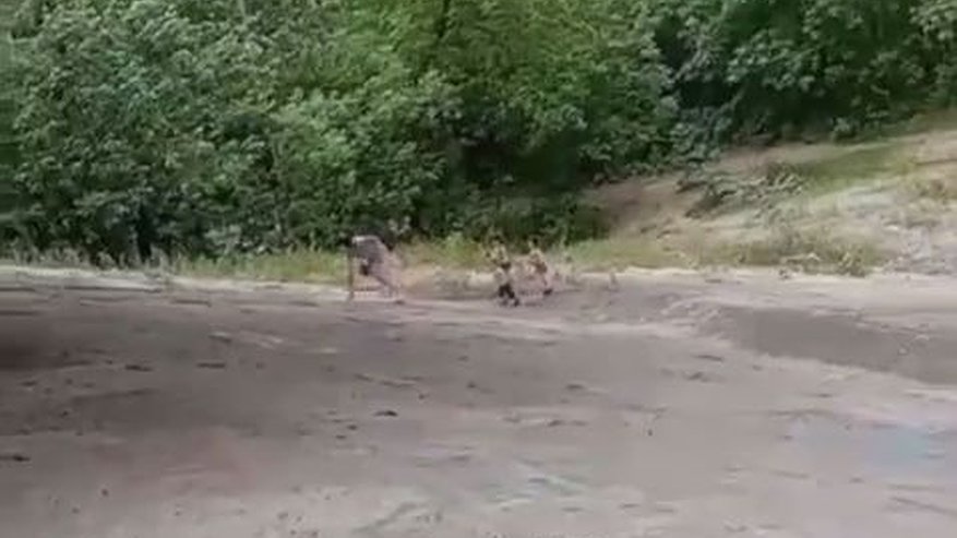 Главная картинка новости: Детей забрали у нижегородки после видео с издевательствами под мостом