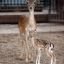 Две лани родились в нижегородском зоопарке «Лимпопо»