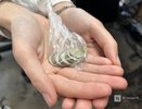Нижегородец Олег Тактаров сравнил российские и американские пенсии