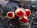 Нижегородцы поделились урожаем первых весенних грибов