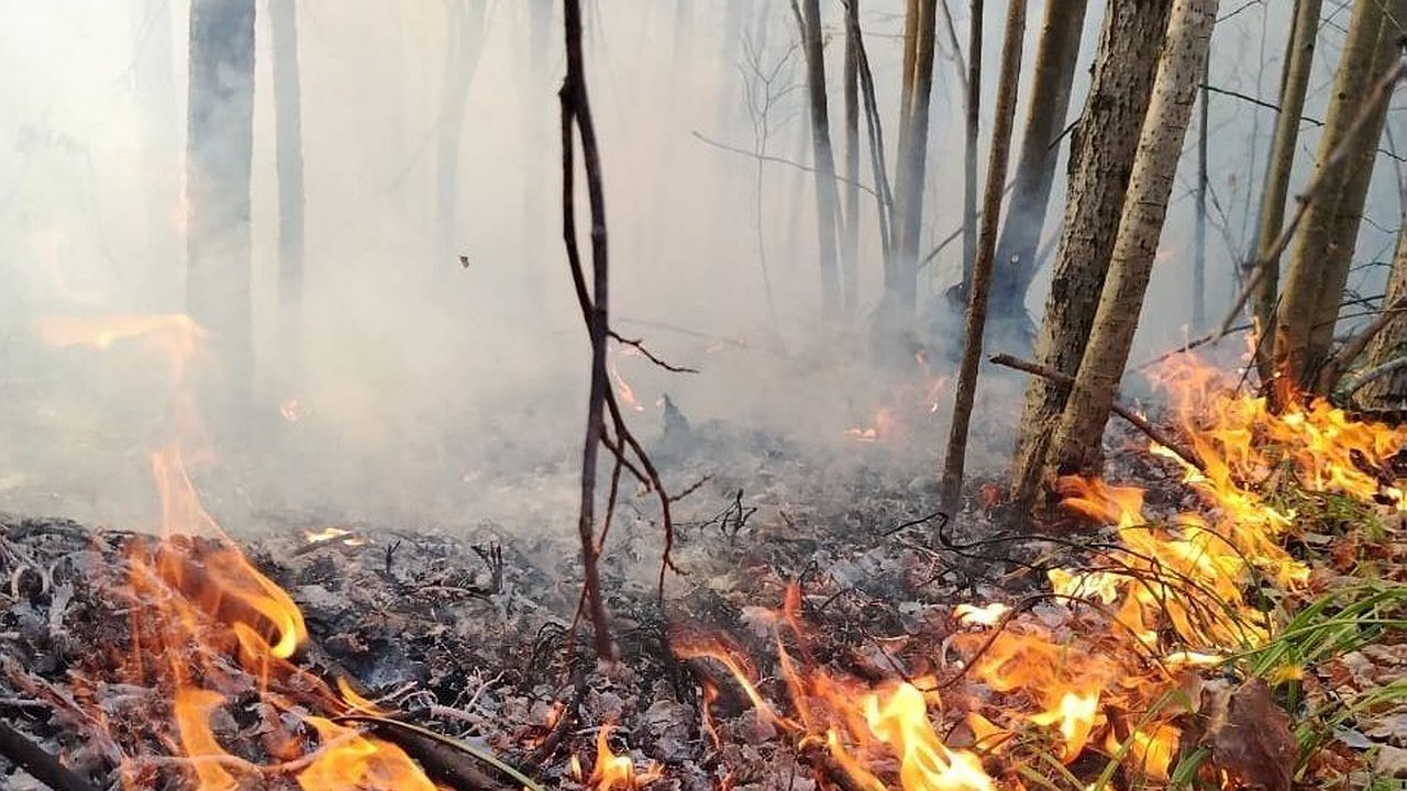 Главная картинка новости: Шесть раз за неделю горел лес в Нижегородской области