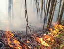 Шесть раз за неделю горел лес в Нижегородской области