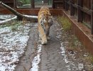 Амурский тигр Эмир умер в зоопарке «Лимпопо» в Нижнем Новгороде