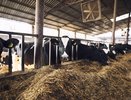 В Нижегородской области выросло производство молока на 4 %