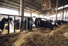 Миниатюра новости: В Нижегородской области выросло производство молока на 4 %
