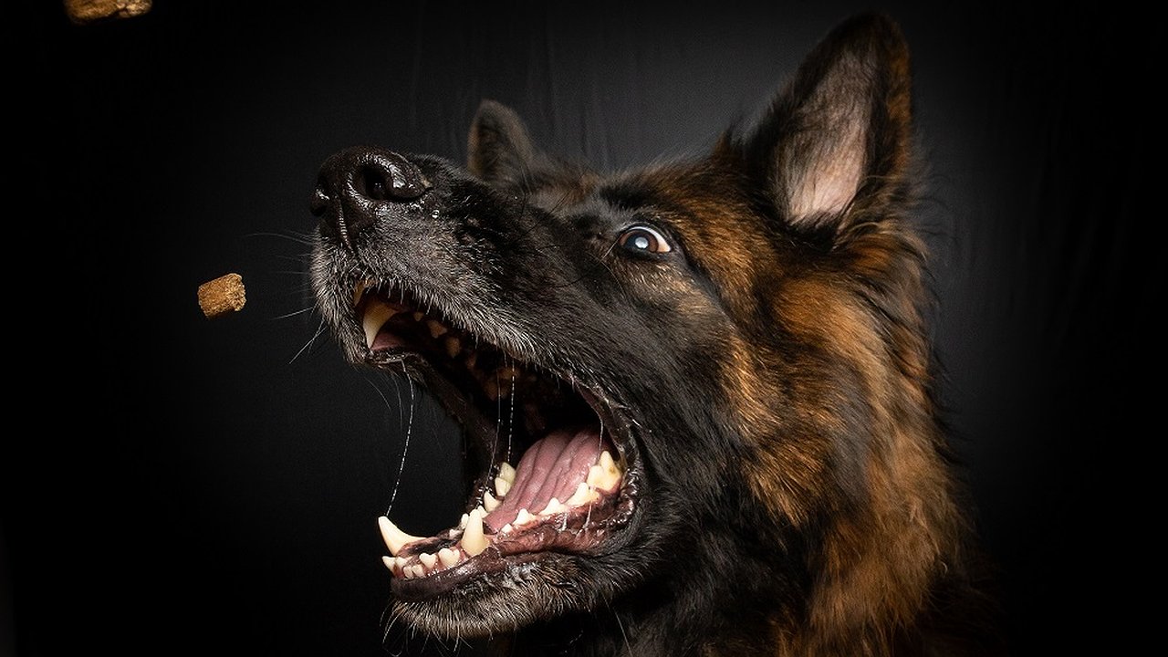 Главная картинка новости: Прокуратура контролирует установление обстоятельств нападения собаки