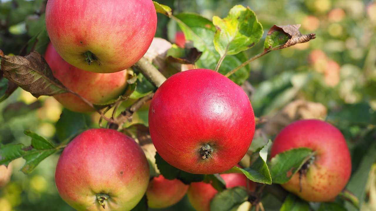 Главная картинка новости: 1 пакетик под яблоню — сбегут муравьи, тля и медяница: бюджетный способ защитить урожай