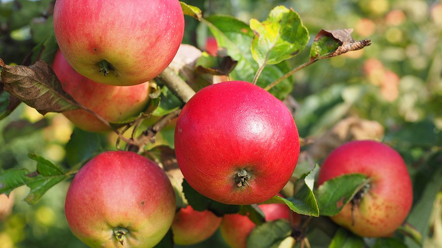 Главная картинка новости: 1 пакетик под яблоню — сбегут муравьи, тля и медяница: бюджетный способ защитить урожай